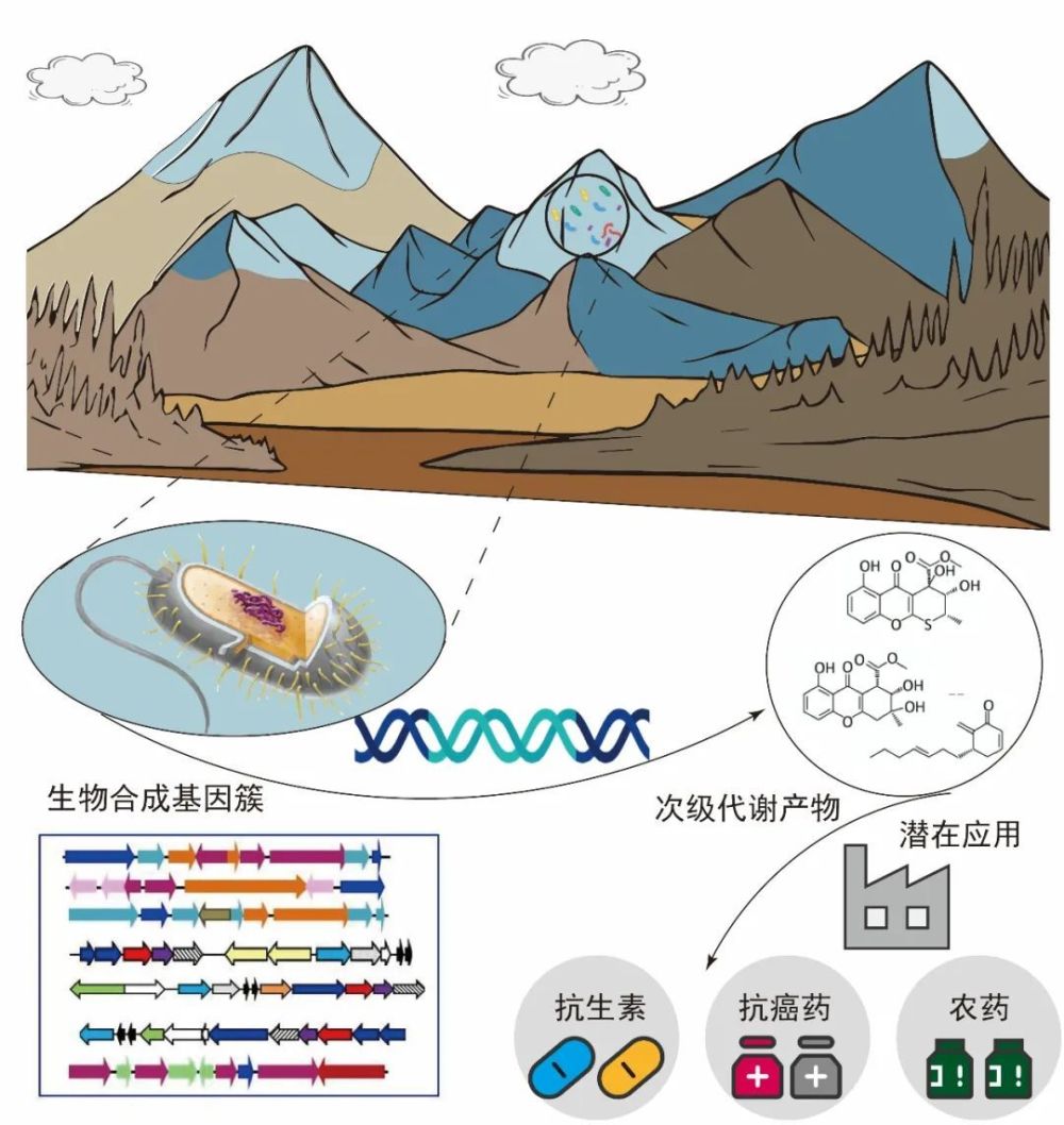 "青藏高原：冰川生物的秘境探索——从小精灵到生态系统的关键因素"