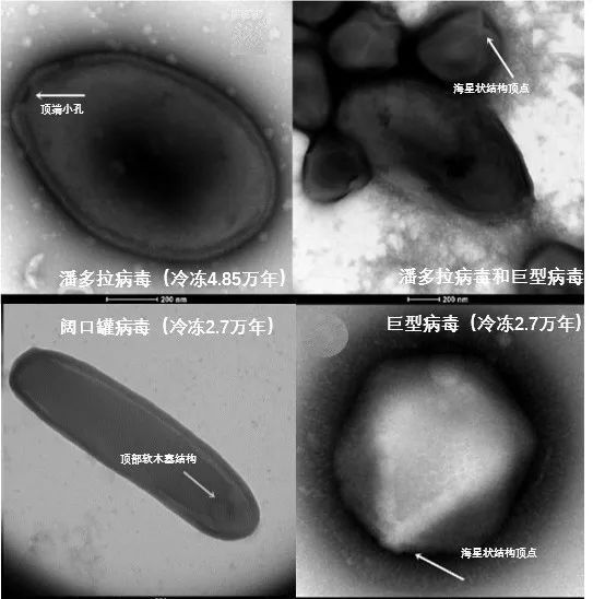 "青藏高原：冰川生物的秘境探索——从小精灵到生态系统的关键因素"