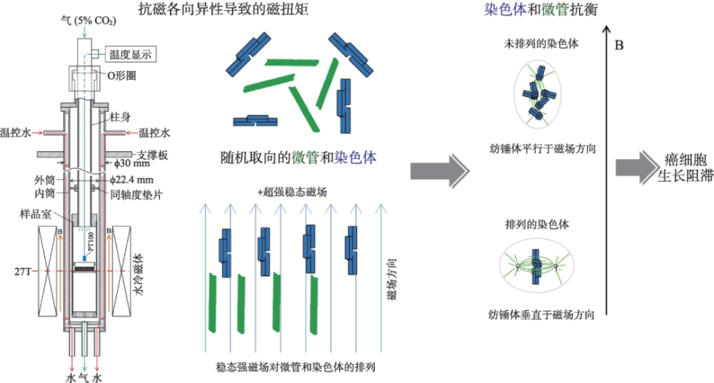 "稳态强磁场对生命科学研究的重大影响与应用"