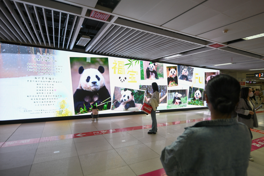 "《新华全媒＋》：四川成都，旅韩大熊猫“福宝”顺利抵店"