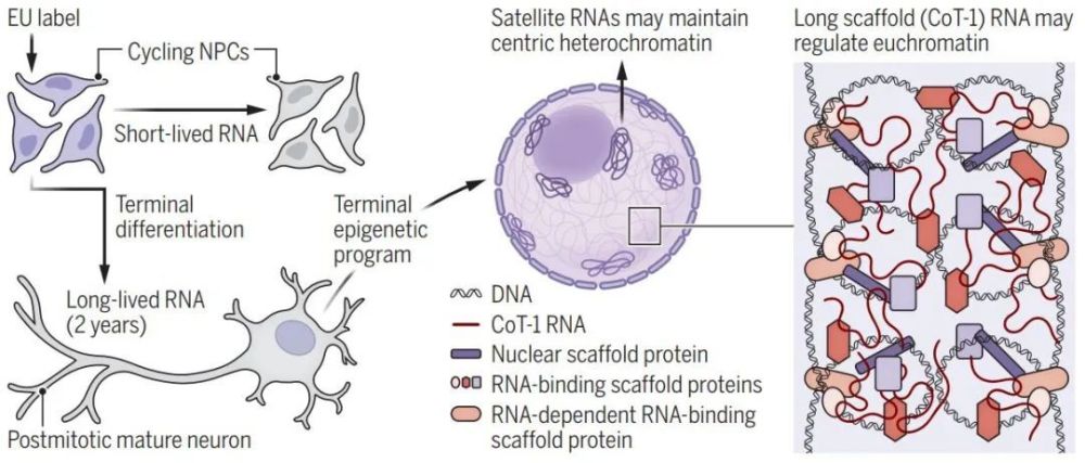 "革命性发现：全新文献揭示，RNA的生命力远超我们的想象"