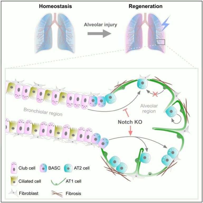 "中国科研团队揭示成体肺泡干细胞再生起源新突破"