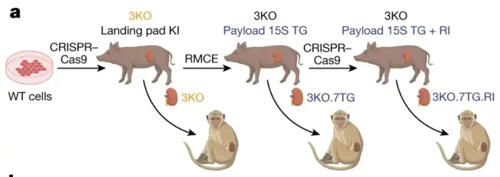 "中国医生手术成功：猪肾植入人体，立即产生尿液并保持器官连续工作9天"