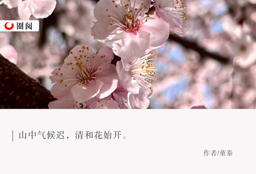 "四季更替：无梅花，不春天"