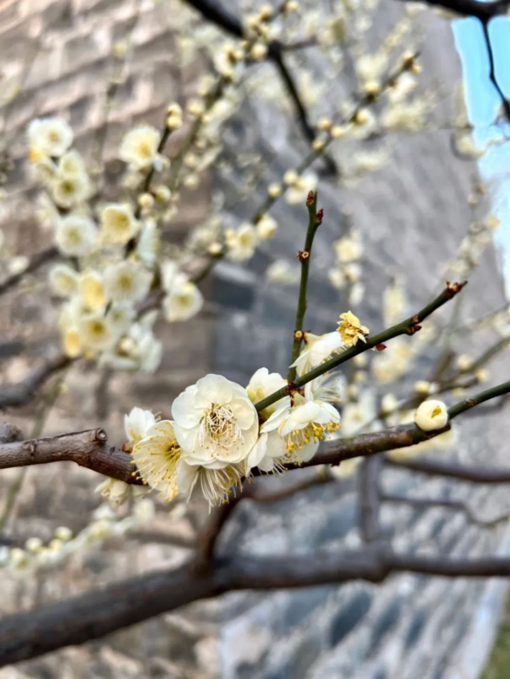 "四季更替：无梅花，不春天"