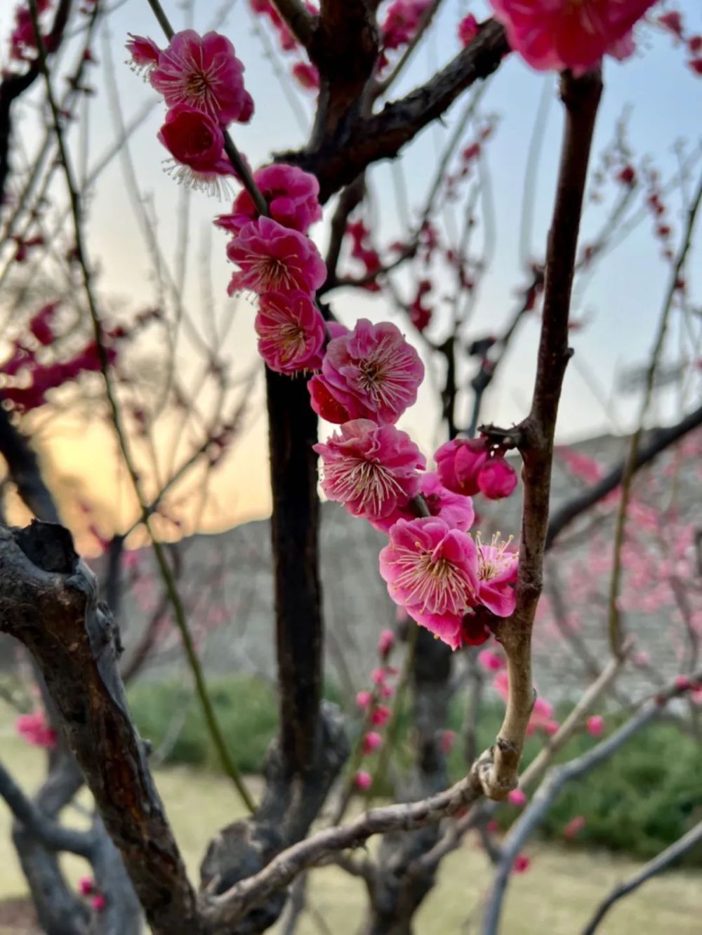 "四季更替：无梅花，不春天"