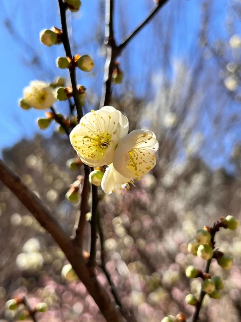 "四季更替：无梅花，不春天"