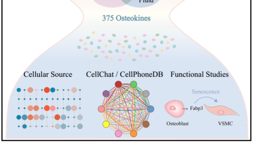 南方医科大学白晓春团队揭示骨因子在全身动态调控网络中的关键作用