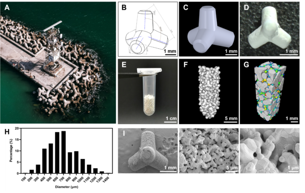 "川大团队成功研发防浪石型生物陶瓷颗粒，有望完全降解并转化为宿主自体骨"