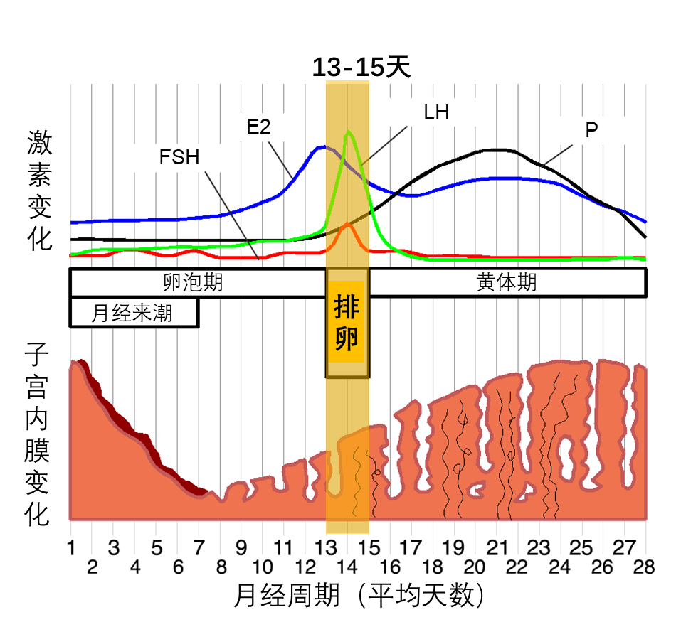 "网上最准确的性激素检查时间一览表，帮你掌握最佳时机"