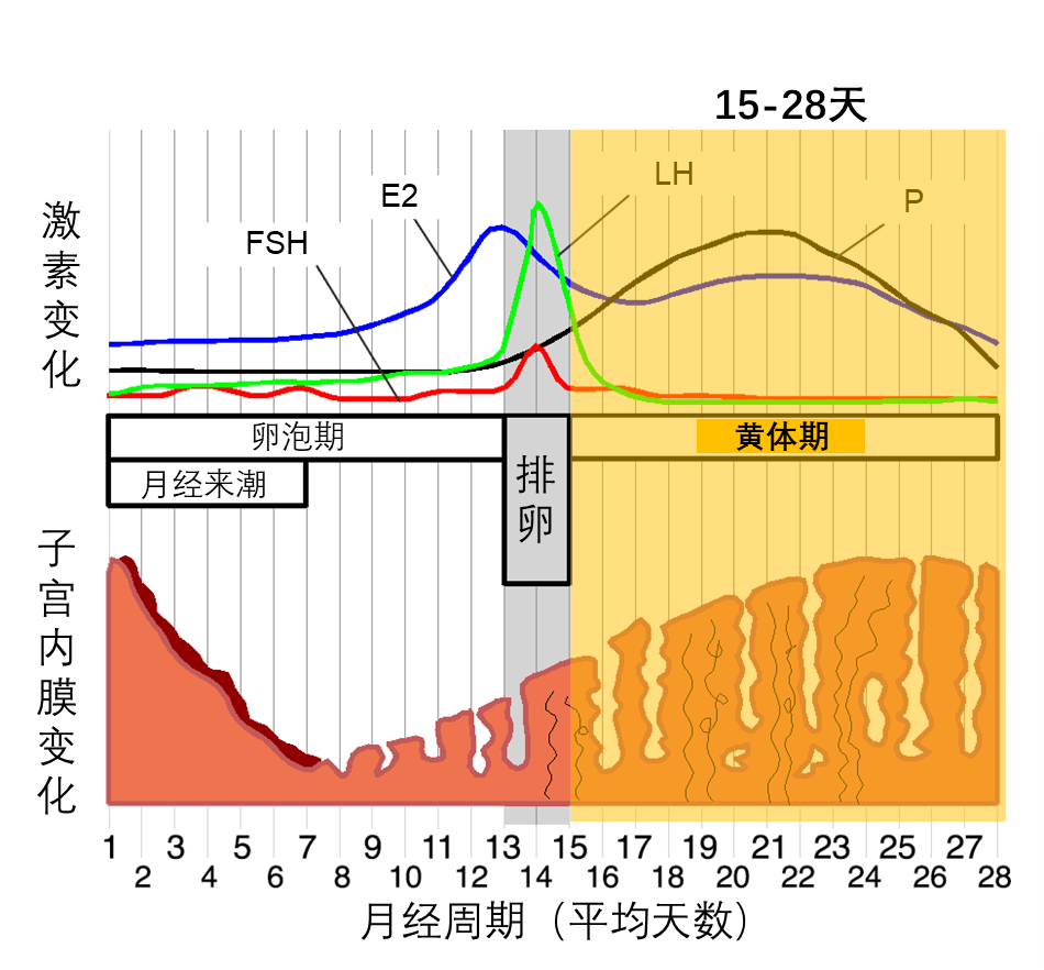 "网上最准确的性激素检查时间一览表，帮你掌握最佳时机"