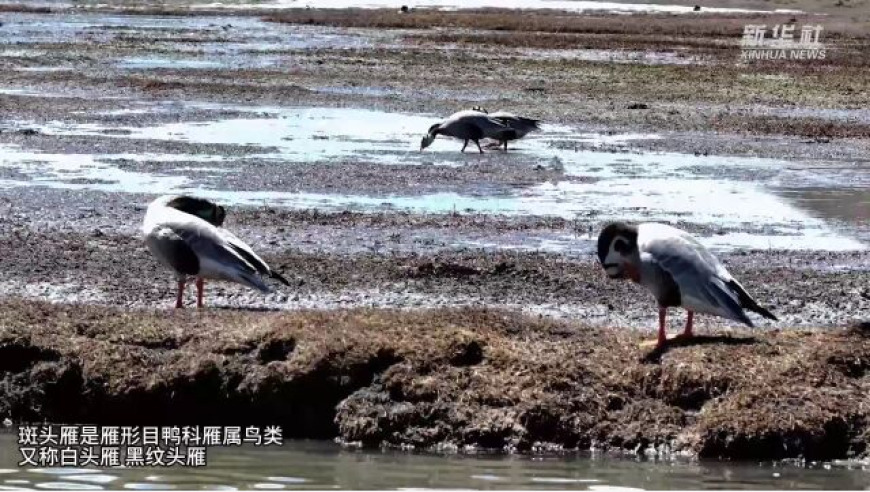 百只斑头雁汇聚三江源，见证生态保护的力量