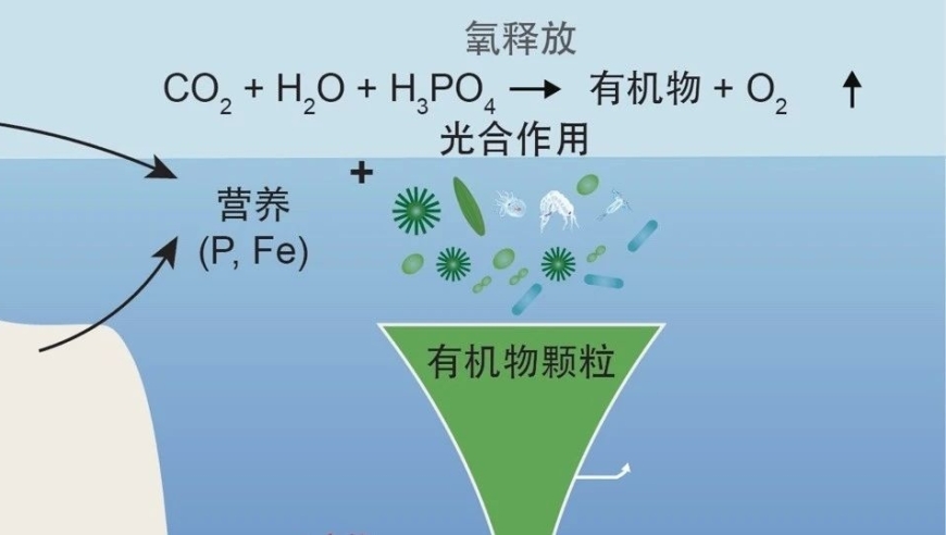 大陆黏土工厂的异常活动影响古生代早期大气与海洋的氧化过程