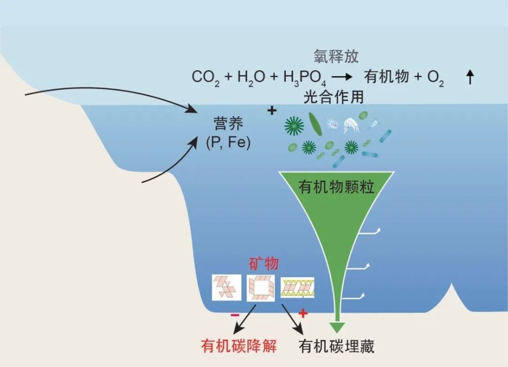 "大陆黏土工厂的异常活动影响古生代早期大气与海洋的氧化过程"