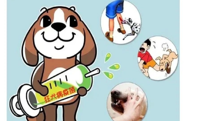 狂犬病毒：科学解析与免疫学指南