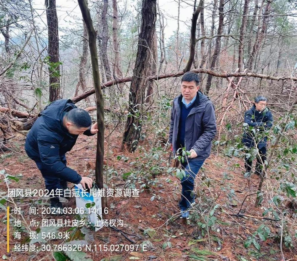 "湖北省团风县：白冠长尾雉的频繁活动区域及生态环境情况揭示"