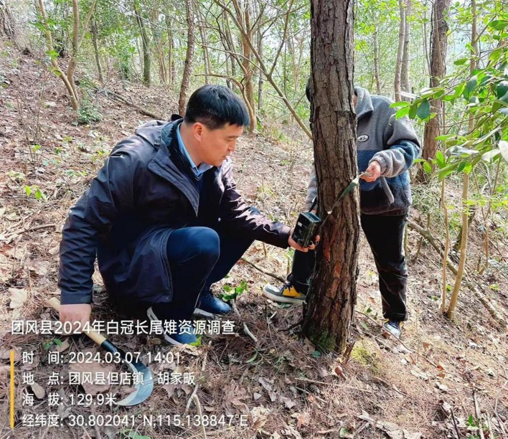 "湖北省团风县：白冠长尾雉的频繁活动区域及生态环境情况揭示"