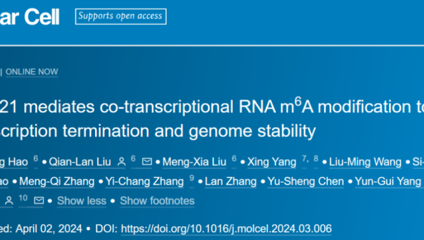 双重大师揭示：Mol Cell - 中国科学院任捷/杨运桂研究揭示共转录m6A修饰的创新机制及其功能