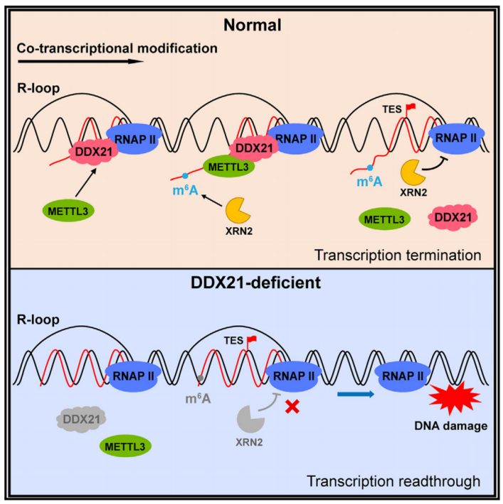 "双重大师揭示：Mol Cell - 中国科学院任捷/杨运桂研究揭示共转录m6A修饰的创新机制及其功能"