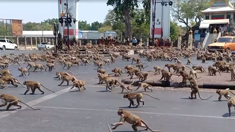 "泰国古惑猴事件：史上最恶劣的网络暴力行为将影响这座城市的安宁与繁荣?"