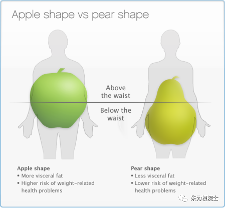 "揭秘：如何从「苹果」变为「肥肉」，科学告诉你造成女性中年发福的幕后推手"