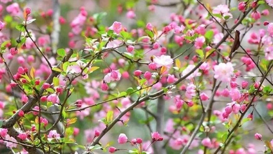 叮！春风花开之季节，踏青赏花的独家指南！助你打卡‘花花世界’