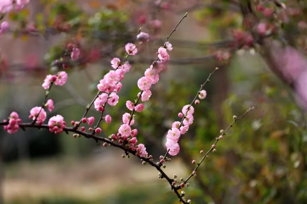 "叮！春风花开之季节，踏青赏花的独家指南！助你打卡‘花花世界’"