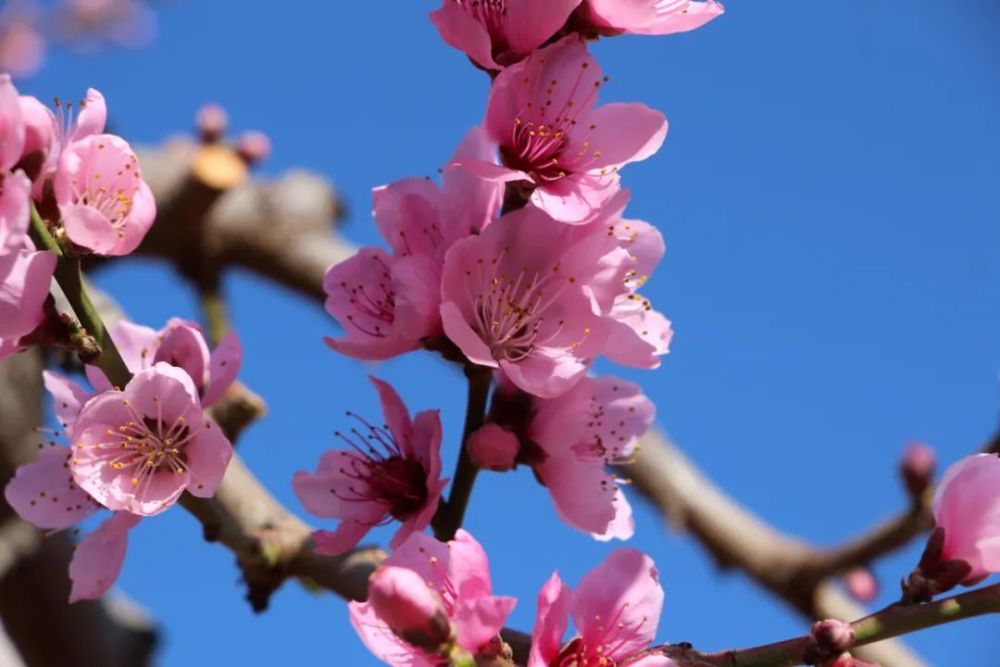 "叮！春风花开之季节，踏青赏花的独家指南！助你打卡‘花花世界’"