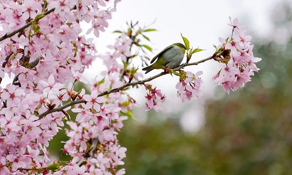 "叮！春风花开之季节，踏青赏花的独家指南！助你打卡‘花花世界’"