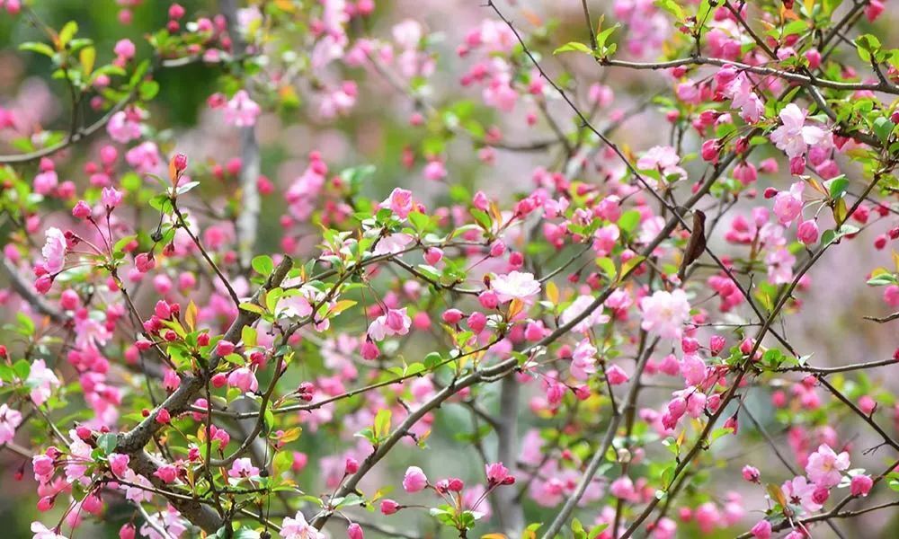 "叮！春风花开之季节，踏青赏花的独家指南！助你打卡‘花花世界’"