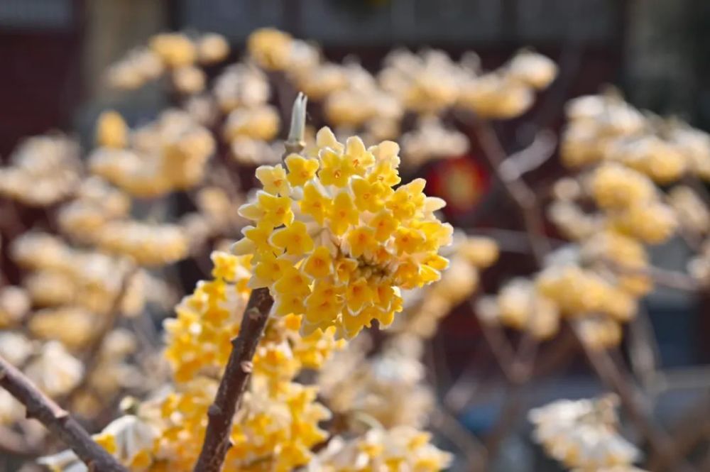 "叮！春风花开之季节，踏青赏花的独家指南！助你打卡‘花花世界’"