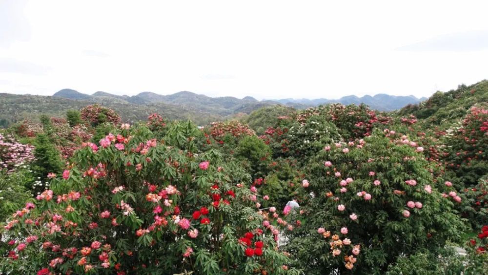 "叮！春风花开之季节，踏青赏花的独家指南！助你打卡‘花花世界’"