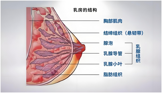 "明白经期乳房痛的原因，让你避免困扰"