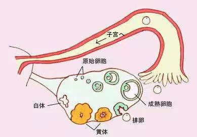 "你的卵子：她可能比你更能挑伴侣！科学研究揭示新的选择法则"