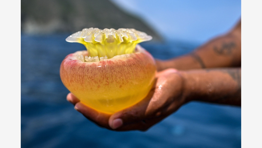 委内瑞拉：神秘的水域生物世界——揭秘水母聚集地的魅力