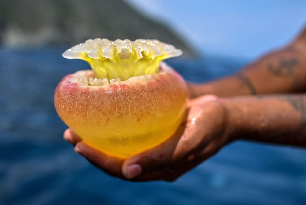 "委内瑞拉：神秘的水域生物世界——揭秘水母聚集地的魅力"