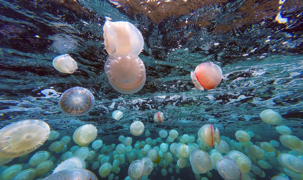 "委内瑞拉：神秘的水域生物世界——揭秘水母聚集地的魅力"