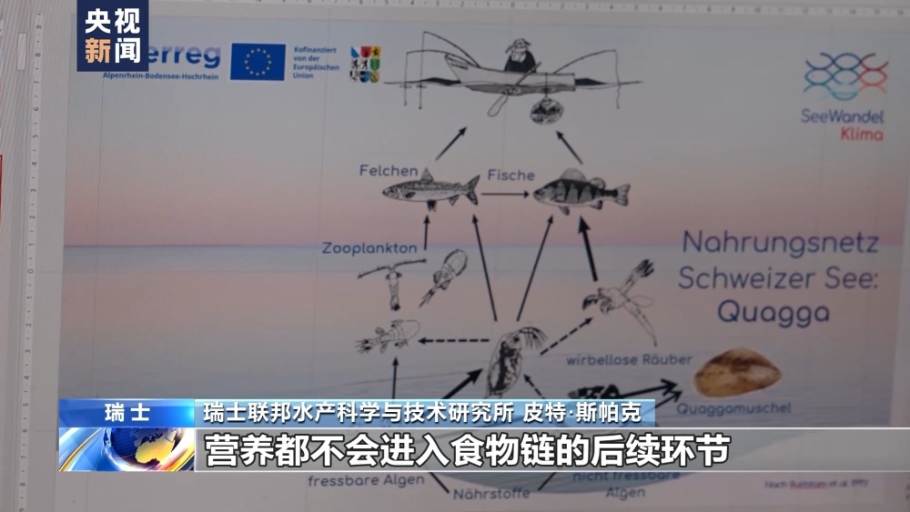 "瑞士湖中珍稀物种夸加贻贝入侵，引发国际关注"