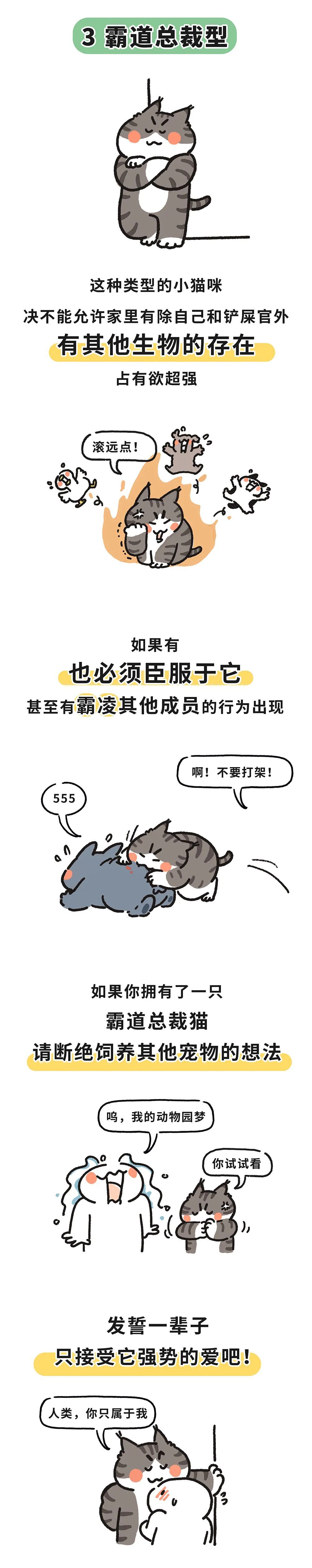 "揭秘小猫咪的五大性格特质：与MBTI更加精准的匹配度"