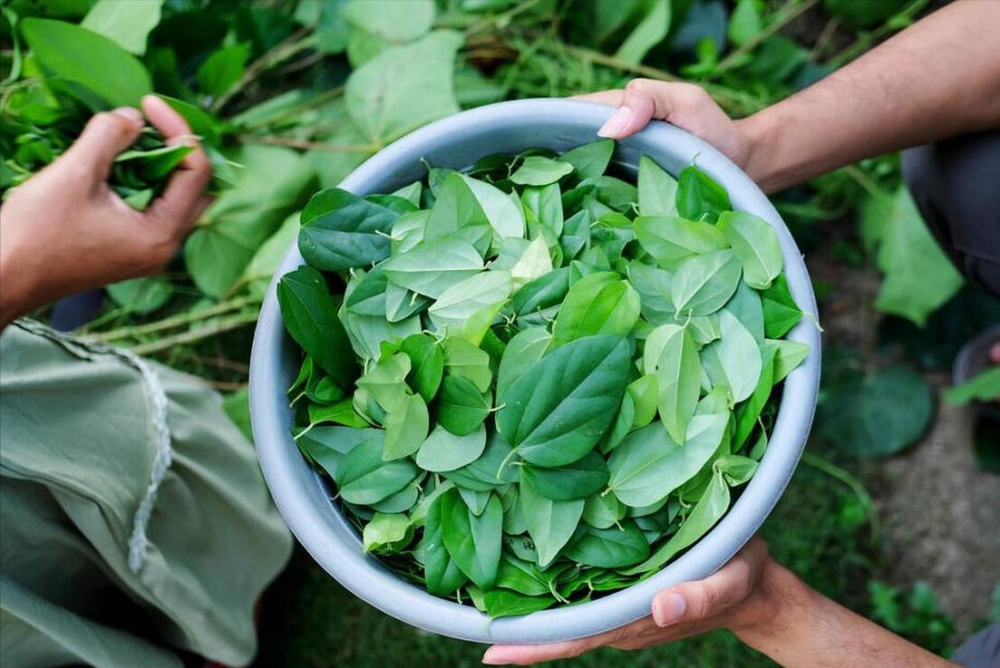 "春季食用三大健康植物：让你年轻焕发活力"