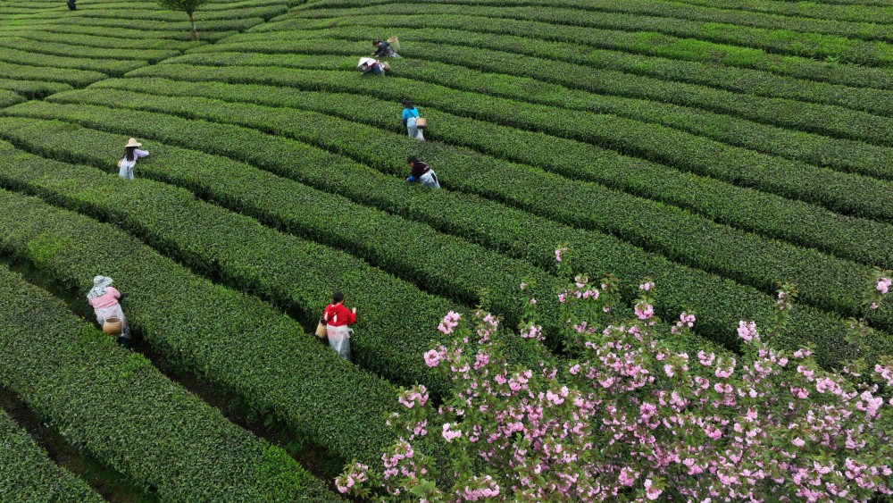 "清明时节赏花游，中式风情新体验——深度剖析清明文化旅游市场"