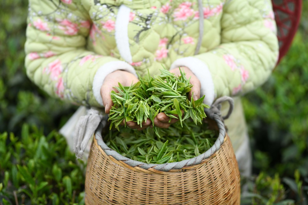 "清明时节赏花游，中式风情新体验——深度剖析清明文化旅游市场"