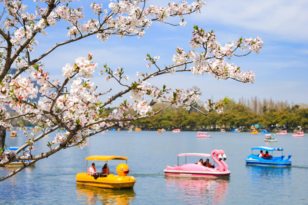 "清明时节赏花游，中式风情新体验——深度剖析清明文化旅游市场"