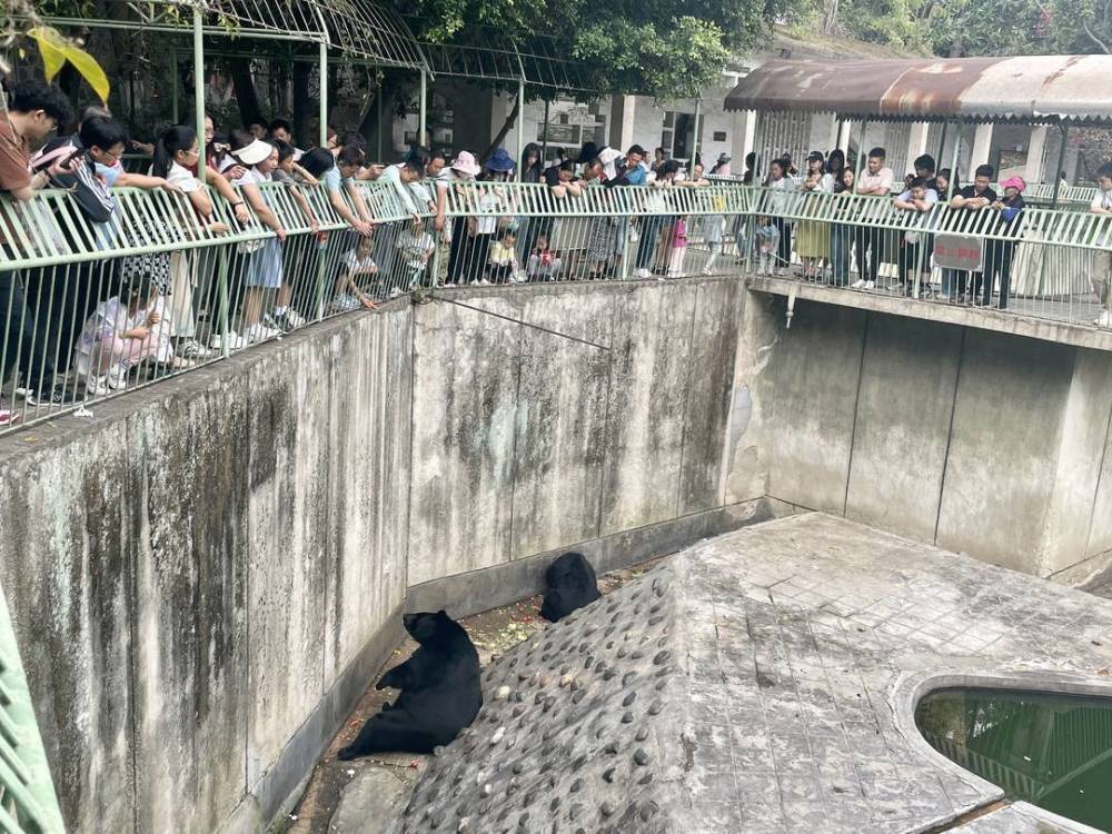 "攀枝花动物园‘胖豹’的网络热度：线上流量转向线下保留量的策略"