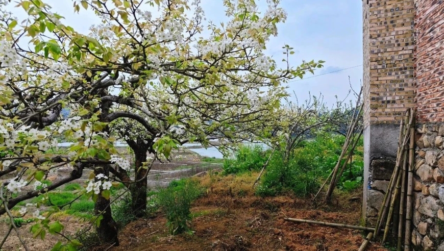 粤北天湖春意浓，繁花似锦满山坡——人间四月天，岭上梨花开满枝头