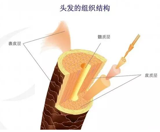 "让您的秀发焕发活力：为何选择护发素？"