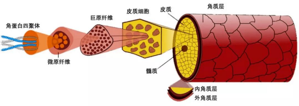 "让您的秀发焕发活力：为何选择护发素？"