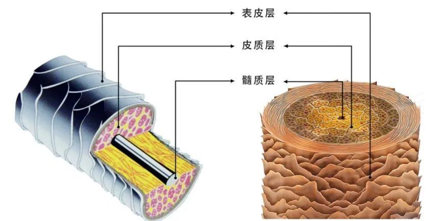 "让您的秀发焕发活力：为何选择护发素？"