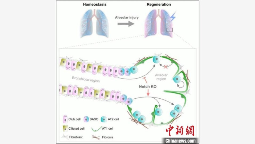 国科大科研团队揭示肺脏再生修复新科技：技术创新引领呼吸系统疾病治疗领域进展