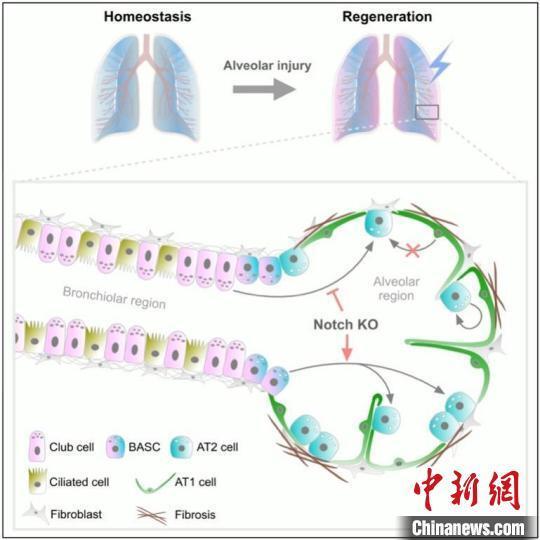 "国科大科研团队揭示肺脏再生修复新科技：技术创新引领呼吸系统疾病治疗领域进展"